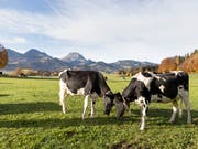 Die Eidgenössische Finanzkontrolle kritisiert das Konstrukt des bundesnahen Unternehmens Identitas. Dieses betreibt im Auftrag des Bundes die Tierverkehrsdatenbank. (Bild: KEYSTONE/GAETAN BALLY)