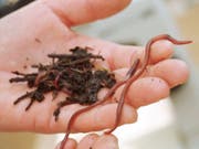 Regenwürmer sind die wohl bekanntesten Waldbodenbewohner, aber es gibt noch Zehntausende andere. Je mehr Organismen einen Waldboden besiedeln, desto besser kann ein Wald seine «Dienstleistungen» am Menschen erbringen. Forscher empfehlen gezielte Studien darüber. (Bild: Keystone/PETER LAUTH)