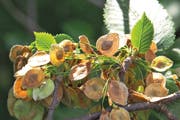 Die Flatterulme ist Baum des Jahres 2019 der deutschen Dr.-Silvius-Wodarz-Stiftung. (Bild: PD)
