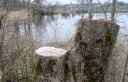 Die Holzarbeiten am Bettenauer Weiher haben Spuren hinterlassen. (Bilder: Philipp Stutz)