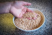 Der UrDinkel ist ein ökologisches Getreide. (Bild: Reto Martin)