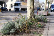 Ein Guerillagärtner hat an der Rosenbergstrasse zwei Baumscheiben bepflanzt. (Bild: Reto Voneschen – 3. April 2019)