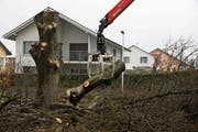 Nach anderthalb Stunden wurden die Überreste der Linde abtransportiert. (Bild: Nicolas Düsel)