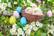Eier und Küken dürfen auch dieses Jahr zu Ostern nicht fehlen. (Symbolbild: Philipp Schmidli, 27. März 2015)