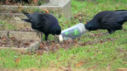 Krähen picken den Wachs aus den Grabkerzen. (Bild: PD)