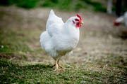Auf dem Hof der Familie Habermacher können die Hühner das ganz Jahr auf der Wiese sein. (Bilder: Nadia Schärli, 16. April 2019)