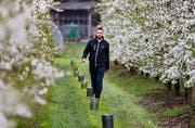 Der Baarer Bauer Philipp Hotz musste seine Chriesibäume in gewissen Nächten mit Frostkerzen warmhalten. (Bild: Stefan Kaiser, Baar, 16. April 2019)