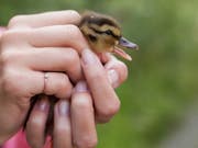 Um einen Jungvogel an einen sicheren Ort zu transportieren, darf man ihn ruhig auch mit blossen Händen anfassen. Die Eltern kümmern sich danach weiter um den Jungvogel, bis er selbstständig ist. (Bild: Lukas Linder/Vogelwarte Sempach)