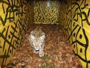 Luchs Lenn tappte in Alt St. Johann in die Kastenfalle, konnte dann aber wegen eines Herzfehlers nicht umgesiedelt werden. (Bild: Urs Büchler)