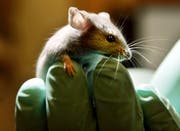 Eine Maus sitzt auf der Hand eines Angestellten in einem amerikanischen Labor für Tierversuche. In der Schweiz sollen solche Versuche verboten gehen, fordert eine Volksinitiative. (Bild: AP Photo/Robert F. Bukaty)