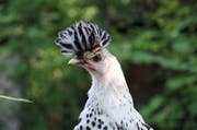 Die Appenzeller Spitzhauben sind eine von drei Hühnerrassen im Tierpark Goldau. (Bild: Natur- und Tierpark Goldau)