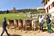 Vater und Sohn nehmen die Glückwünsche vom Experten Norbert von Rickenbach (links) für die guten Zuchtergebnisse gerne entgegen. (Bild: Heidy Beyeler)