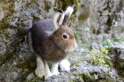 Dieser Schneehase aus Goldau färbt sein Fell wieder von weiss auf braun. (Bild: Natur- und Tierpark Goldau)