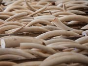 Bei Durchsuchungen in sechs Provinzen haben chinesische Behörden insgesamt 2748 Elefanten-Stosszähne sichergestellt. (Bild: KEYSTONE/EPA/ALEX HOFFORD)