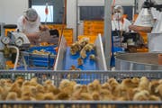 Via Förderband gelangen die Küken in die Impfrondelle, wo sie vor der Auslieferung einen Piks in den Oberschenkel erhalten.