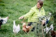Bernadette Habermacher füttert die Bio-Hühner.