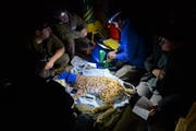 Das St. Galler Team untersucht einen für die Umsiedlung eingefangenen Luchs. (Bild: PD)
