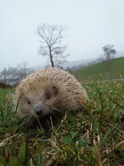 Nach ihrem Winterschlaf sind die Igel wieder in der freien Natur zu beobachten. (Bild: PD)