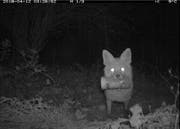 Ein Fuchs klaute in der Nacht eine Grabkerze. (Bild: PD)