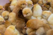 Jeden Montag und jeden Donnerstag schlüpfen in der Biobrüterei Lindenberg AG in Schongau rund 15'000 Küken. (Bilder: Dominik Wunderli, 15. April 2019)