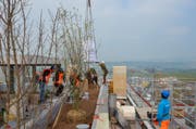 Die Bäume und die Säcke mit Substrat für das Dach werden mit einem Kran angeliefert. (Bild: PD/Zug Estates)