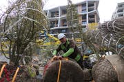 Gartenbauer Roger Ingold hat schon viele Grossprojekte realisiert, doch das Gartenhochhaus in Rotkreuz ist auch für ihn aussergewöhnlich. (Bild: Rahel Hug, Rotkreuz, 12. April 2019)