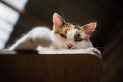 Gemäss dem Bericht 2018 verfolgt die Staatswirtschaftliche Kommission die Geschehnisse rund um das Veterinäramt mit «grosser Besorgnis». (Bild: Benjamin Manser)