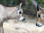 Arabische Oryx mögen es warm: die beiden Jungtiere Tahani und Thuraya. (Bild: KEYSTONE/WALTER BIERI)