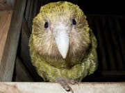 Für einmal ist der Klimawandel auch für etwas gut: Dank der Wärme ist bei den vom Aussterben bedrohten Kakapo-Papageien der Baby-Boom ausgebrochen. (Foto New Zealand Department of Conservation) (Bild: New Zealand Department of Conservation)