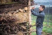 Roland Lenz bei einem «Lebensturm» in einem Rebberg, der Insekten und anderen Kleinlebewesen Unterschlupf bietet. (Bild: Reto Martin)