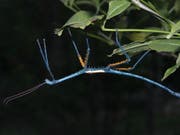 Achrioptera manga, eine der neu identifizierten Stabschrecken. Manga bedeutet auf Madagassisch «blau». (Bild: Frank Glaw)