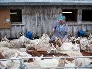 Emmi hat gute Erfahrungen mit Ziegenmilch gemacht und verstärkt diesen Bereich mit dem Kauf der Mehrheit an einem österreichischen Anbieter. (Bild: KEYSTONE/GIAN EHRENZELLER)