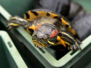 Rotwangen-Schmuckschildkröten sind in der Schweiz seit 2008 verboten. In der freien Natur richtet die invasive Art aus Nordamerika Schaden an. (Bild: KEYSTONE/LAURENT GILLIERON)