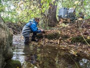 Wasserprobenentnahme am Eschelisbach im Thurgau. Die Pestizid-Belastung ist hier zeitweise so hoch, dass Fortpflanzung, Entwicklung und Gesundheit von Pflanzen, Tieren und Mikroben gefährdet sind. (Bild: Eawag/Esther Michel)