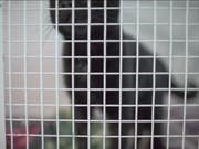 Die Thurgauer Behörden haben am Freitag in Müllheim eine private Tierhaltung wegen hoch prekärer Haltungsverhältnissen geräumt. 21 Katzen lagen tot in einem Gefrierschrank. (Bild: Keystone)