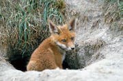 Auch dieser junge, gesunde Fuchs ist nicht vor der Räudemilbe gefeit. (Bild: Daniel Hubacher/Keystone)