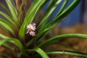Sie ist der Stolz von Petra Bilic-Schuler: Die Pink Lady. (Bild: Manuela Jans-Koch, Erstfeld, 17. April 2019)