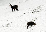 Zwei Gemsen im Schnee – ganz offensichtlich gerade nicht durch eine Treibjagd bedrängt. Symbolbild: Urs Flüeler/Keystone