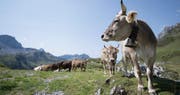 Betreffend Sömmerung im Vorarlberg und Blauzungenkrankheit gelten im Alpsommer 2019 gleiche Regeln wie im Vorjahr. (Bild: Archiv)