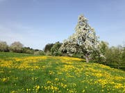 Das Osterwochenende war ideal geeignet für eine Blustfahrt per Velo oder eine Blustwanderung von St.Gallen aus an den Bodensee. Wer das wiederholen will, muss morgen Donnerstag aufbrechen oder die nächste Woche abwarten. (Bild: Reto Voneschen - Watt/b Roggwil, 22. April 2019)
