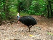 Hat lange und scharfe Krallen: ein Kasuar im Daintree Nationalpark in Australien. (Bild: KEYSTONE/AP/WILSON RING)