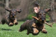 Das Hundegesetz ist in erster Lesung durchberaten. (Bild: Gianfranco Bella - Fotolia)