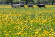Ein Festschmaus für Kühe, wenn auch nur mässig nahrhaft: der Löwenzahn. Im Bild eine Wiese in Stans.