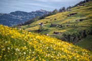 Zurzeit sind die Wiesen sattgelb mit weissen Tupfen. Hier ein Löwenzahnfeld auf Wirzweli, im Hintegrund Schwanden oberhalb von Büren. (Bilder: Pius Amrein, Nidwalden und Obwalden, 24. April 2019)