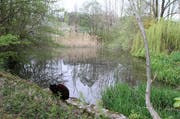 Der Sägeweiher im Ghürst: Der kleine, aber malerische Weiher ist nur schwer einsehbar. (Bilder: Philipp Stutz)