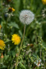 Es gibt sie schon jetzt: Die Pusteblume. Diese hat unser Fotograf Pius Amrein auf Wirzweli gesichtet.
