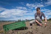 Angelika Hartmann bei der Ernte auf einem ihrer beiden Äcker. (Bild: Boris Bürgisser, Ettiswil, 24. April 2019)
