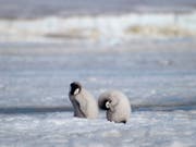 Seit Jahren gab es fast keine Küken in der zweitgrössten Kaiserpinguin-Kolonie der Welt. (Bild: KEYSTONE/AP British Antarctic Survey/PETER FRETWELL)