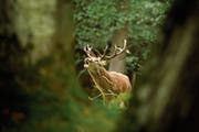 Der strenge Winter konnte dem Hirsch nichts anhaben. (Bild: Keystone/Sina Schuldt)