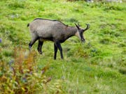 Jäger schonen die Gemsen weiterhin und halten sich mit dem Abschuss zurück. (Bild: PD)